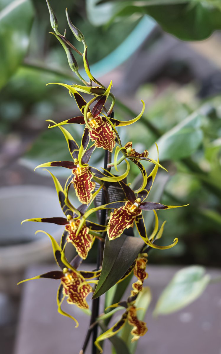 DrianneBelleza's tweet image. My clamshell orchid is blooming 🫶🏾 #clamshellorchid #plantsoftwitter