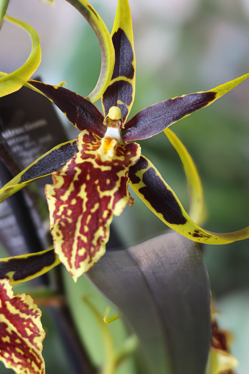 DrianneBelleza's tweet image. My clamshell orchid is blooming 🫶🏾 #clamshellorchid #plantsoftwitter