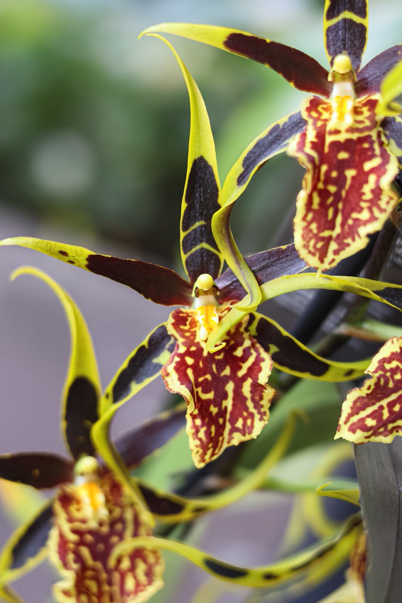 DrianneBelleza's tweet image. My clamshell orchid is blooming 🫶🏾 #clamshellorchid #plantsoftwitter