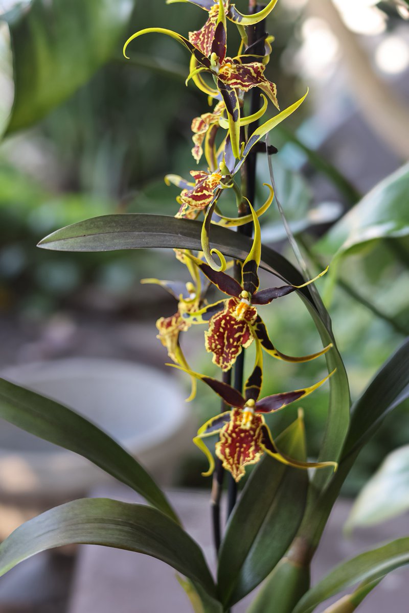 DrianneBelleza's tweet image. My clamshell orchid is blooming 🫶🏾 #clamshellorchid #plantsoftwitter