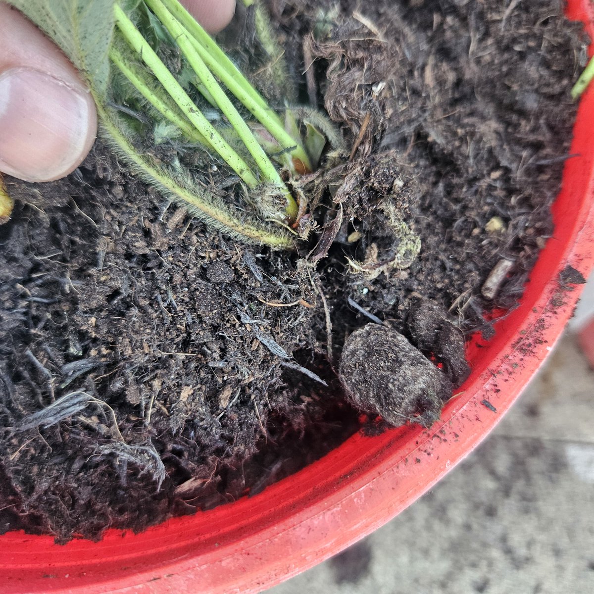 tombennett123's tweet photo. @qvcuk great delivery by @YodelOnline of my wife's Strawberry plants, they are battered, soil in the box and more soil missing from pots and roots showing. Top job.... https://t.co/wxLCQ7rqlP