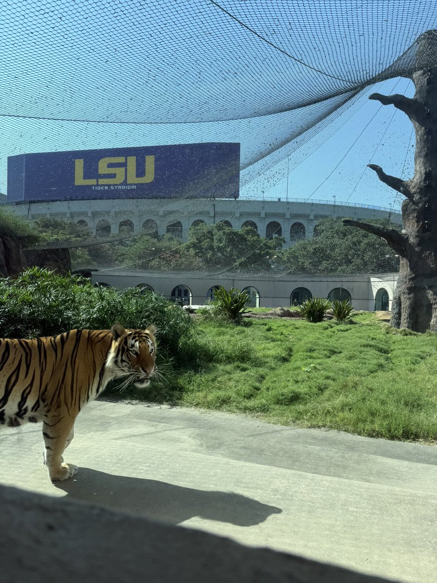 Mike VII (@mikethetiger) on Twitter photo Another beautiful day in Tiger Land. Hot. But beautiful. Another beautiful day in Tiger Land. Hot. But beautiful.