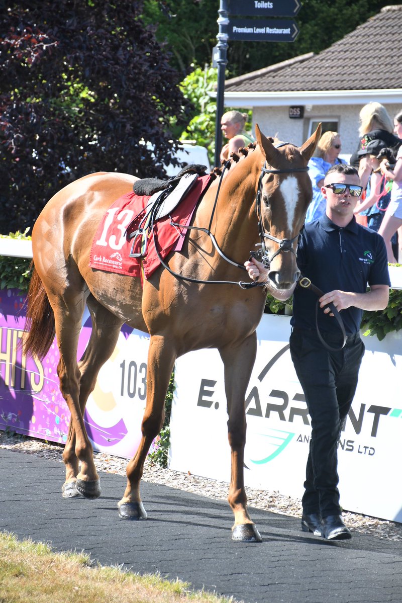 Dschingis Dragon trained by <a href="/HenrydeBromhead/">Henry de Bromhead</a> Cork 11/7/25 <a href="/PimlicoRacing/">Pimlico Racing Syndicates</a>