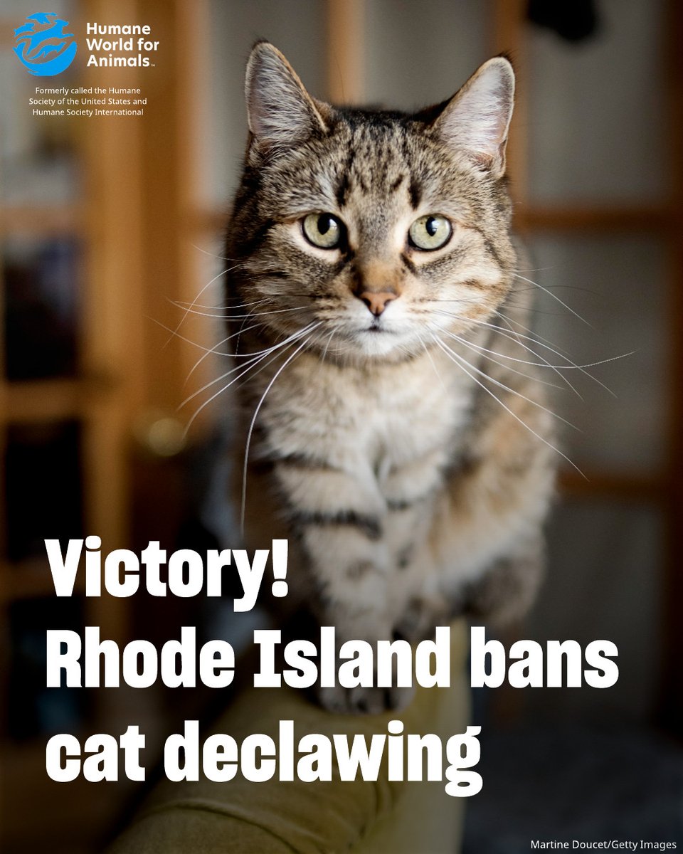 🎉 VICTORY: Rhode Island bans cat declawing! 🎉 ⁣
 ⁣
 After 8 years of tireless efforts from our team, and countless other animal advocates and supporters, a bill banning the inhumane practice of declawing of cats was passed by the Rhode Island General Assembly. The law makes