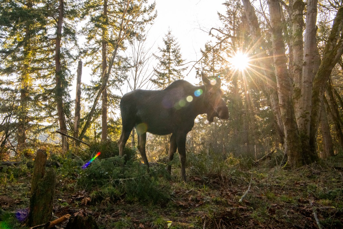 Visit Rainier (@visitmtrainier) on Twitter photo Northwest Trek is celebrating a remarkable milestoneā50 wild years of adventure and conservation! The public is invited to aĀ weekend of special anniversary events onĀ July 19-20. nwtrek.org/event/celebrat⦠<a href="/NorthwestTrek/">Northwest Trek Wildlife Park</a> Northwest Trek is celebrating a remarkable milestoneā50 wild years of adventure and conservation! The public is invited to aĀ weekend of special anniversary events onĀ July 19-20. nwtrek.org/event/celebrat⦠<a href="/NorthwestTrek/">Northwest Trek Wildlife Park</a>