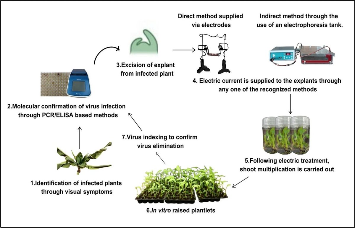 A comprehensive review on in vitro therapies for virus elimination and novel methods for virus protection in key horticultural crops. 

Thanuja, K., Arulmozhiyan, R., Saraswathi, M.S. et al. Planta 262, 15 (2025).
➡️rdcu.be/evSfF