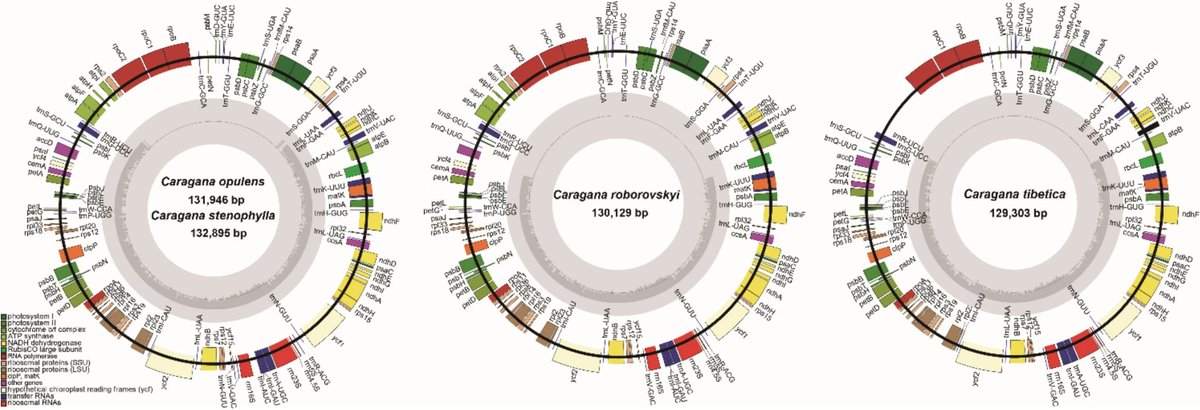 Comparative analyses of the complete chloroplast genomes of four Caragana species, a specific genus distributed in arid and semi-arid area. 

Chen, W., Zhang, X., Li, Q. et al. Planta 262, 16 (2025).
➡️rdcu.be/evSgN