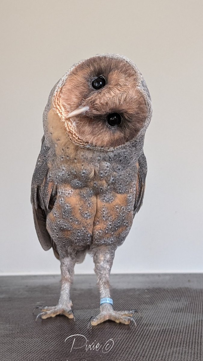 Pixie&Bell tweet media