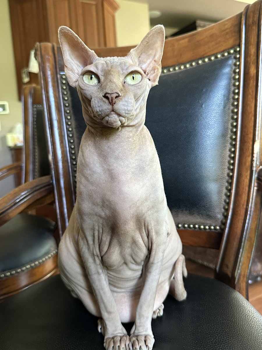 gmchickienuggie's tweet image. can yuo stawp looking at mine boobies?? mine eyes are upp here