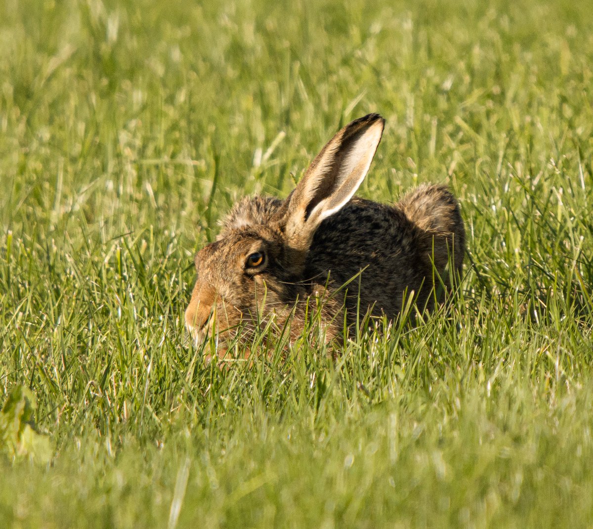 PDKImages's tweet image. This gorgeous Brown Hare has got the right idea about how to deal with the heat. Lie down in a field, listen with one ear and look fucking furious.
Happy Friday kids!
#Hare #brownhare #nature #naturephotography❤️ #hotandbothered #natureloversgallery #naturelovers #holmfirth