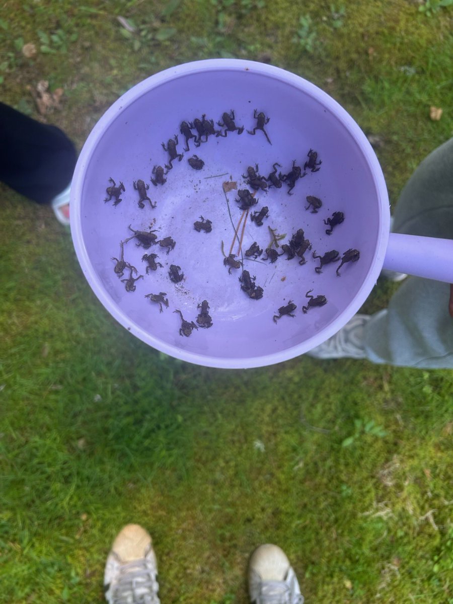 peltonii's tweet photo. Tänä kesänä on yllättävän paljon pieniä sammakoita #elävä luonto https://t.co/LSFsamjwOC