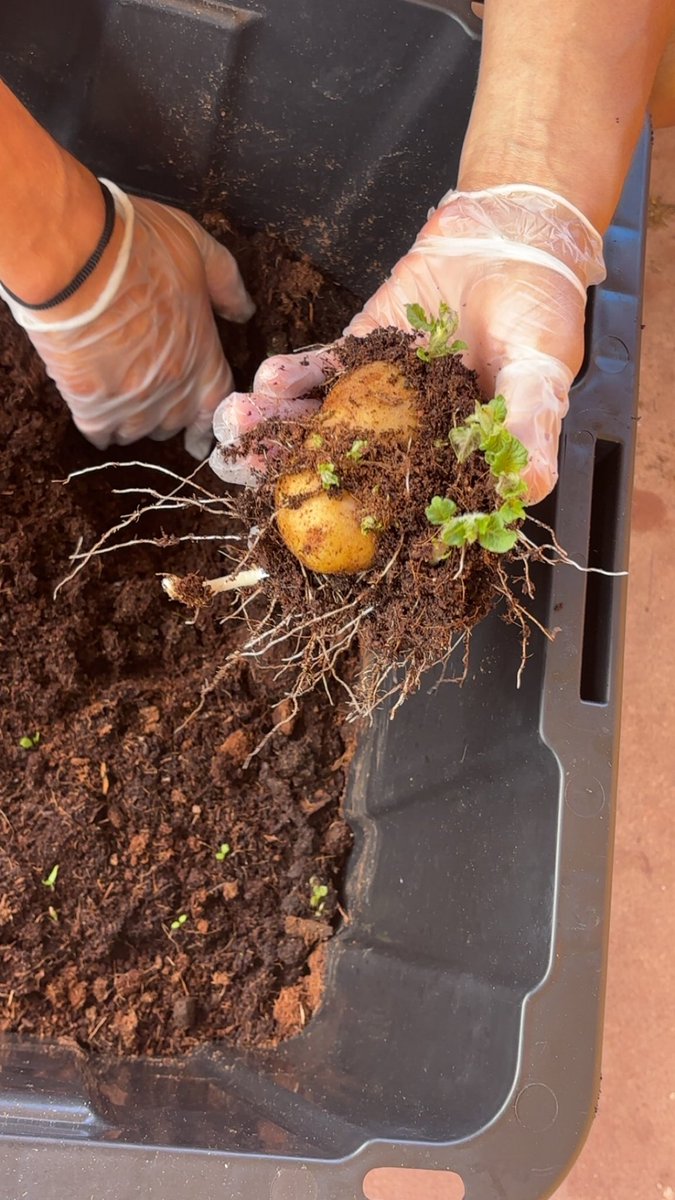 I know it looks like I’m on vacation but that’s the beauty of it all I live here this year I really expressed to my dad I wanted to learn to grow and live off the land 😍 we have a few things and I’m learning ❤️