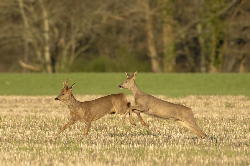Group prancing starts in 5

Bwee there or bwee square
