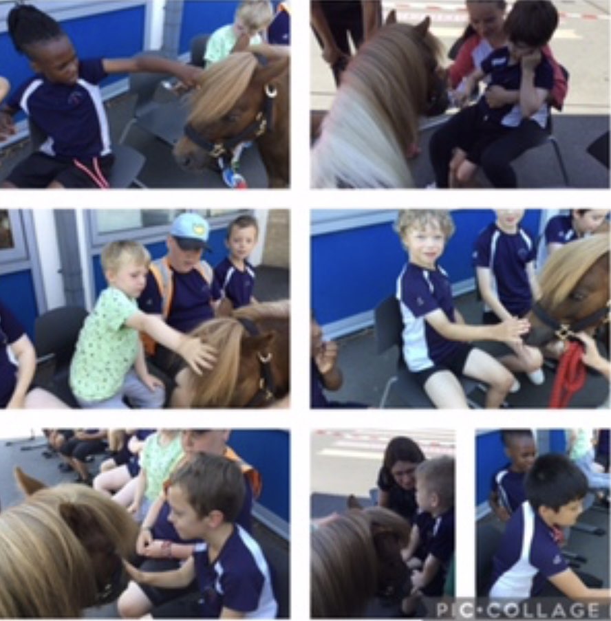 Wiggins and Robinson class had a visit from Bertie, the pony this afternoon. Although excited, they remained calm and patient with him, each one enjoying stroking him and hearing about how he goes inside his owner’s kitchen at home! What a wonderful experience for us all! 🌟🌟🌟