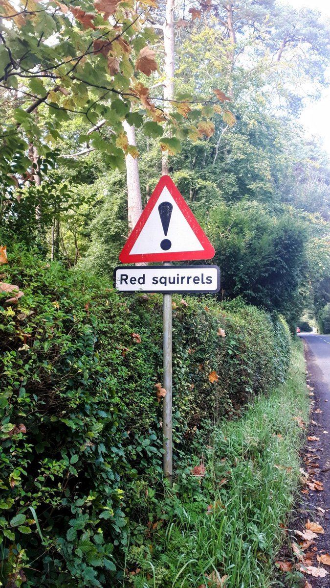 Eichhörnchen mit SPD-Parteibuch! 😱