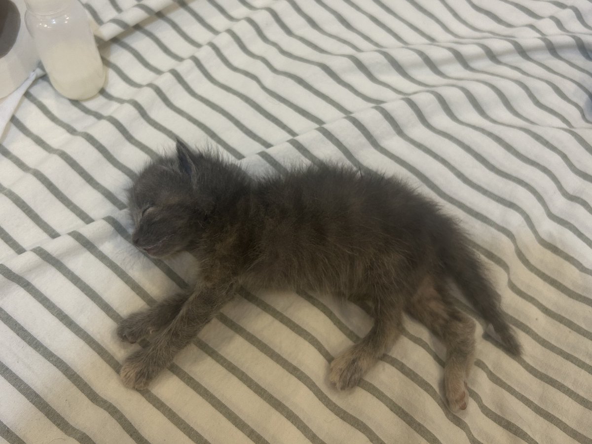 Supurgenin ucunda toplanan toz parcasi yuva ariyor
YALOVA CEVRE ILLER