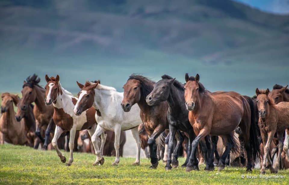 🐎🌍 "World Horse Day" is being celebrated for the first time today, July 11, 2025!
Adopted at the 79th UNGA, the resolution proclaiming this day was initiated by Mongolia — honouring and preserving equestrian cultures and traditions. 🇲🇳 #WorldHorseDay #EquestrianHeritage