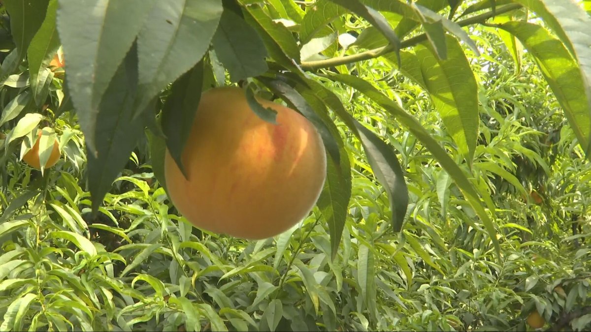 Agrosfera (@agrosfera_tve) on Twitter photo 🍑En Hellín, Albacete, las lluvias de primavera y el pedrisco han mermado a la mitad la cosecha de melocotón. Aún así la calidad es buena y el precio aceptable.
🌳En la sierra de Espadán, Castellón, el fuerte calor ha perjudicado a la campaña del corcho.
<a href="/RTVEValencia/">RTVE Comunitat Valenciana</a>
<a href="/RTVEclm/">RTVE Castilla-La Mancha</a> 🍑En Hellín, Albacete, las lluvias de primavera y el pedrisco han mermado a la mitad la cosecha de melocotón. Aún así la calidad es buena y el precio aceptable.
🌳En la sierra de Espadán, Castellón, el fuerte calor ha perjudicado a la campaña del corcho.
<a href="/RTVEValencia/">RTVE Comunitat Valenciana</a>
<a href="/RTVEclm/">RTVE Castilla-La Mancha</a>
