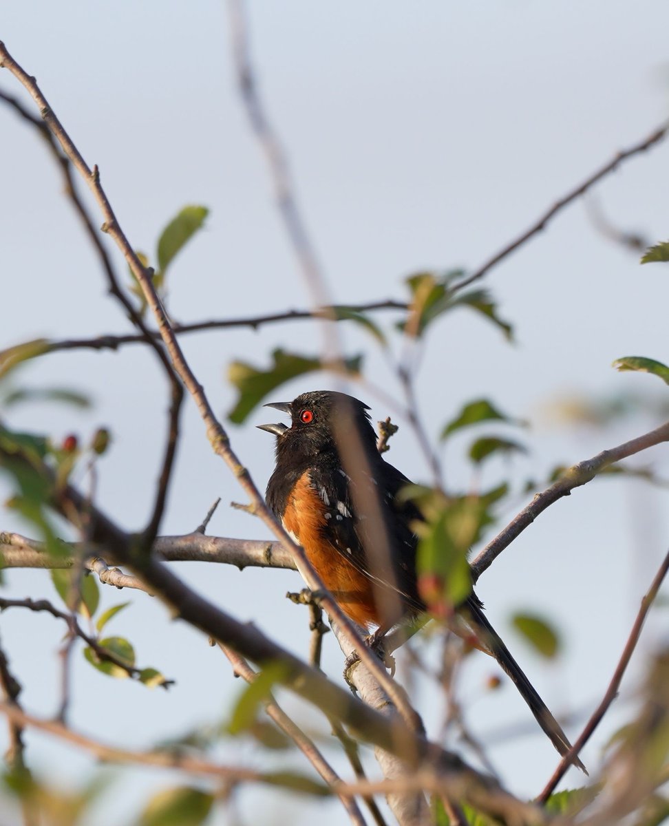 The BC Bird Trail tweet media