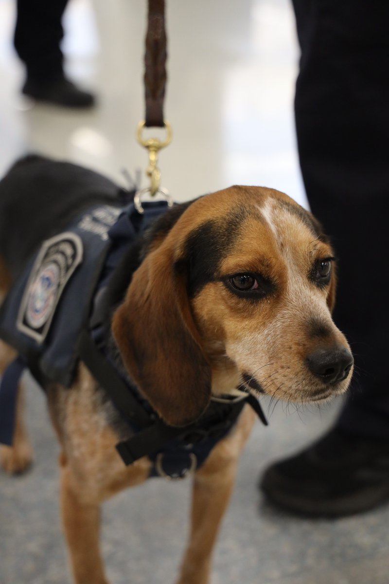 DFOBaltimore's tweet image. We're touched by the public's support for CBP K9 Freddie. While CBP cannot accept donations, we encourage you to honor Freddie by donating time or funds to your local animal shelter in his name. Support the mission. Support the animals. @OFOEAC #OFOproud馃嚭馃嚥