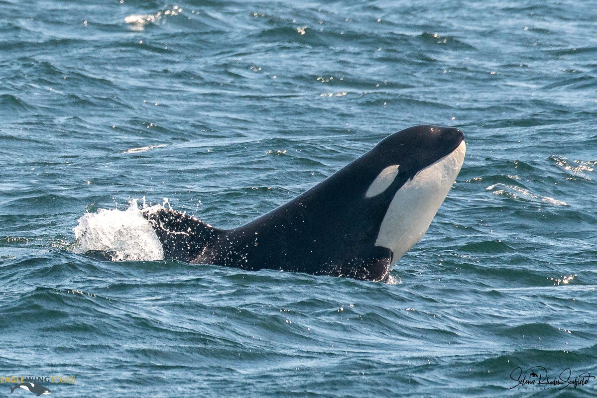 ThePWWA's tweet image. TGIF! This little whale charging into the weekend is T075C3 "Flint" (short for Flintstone). Flint was born to mother T075C "Bam-Bam" in 2021.
π·: Selena Rhodes Scofield, @eaglewingtours