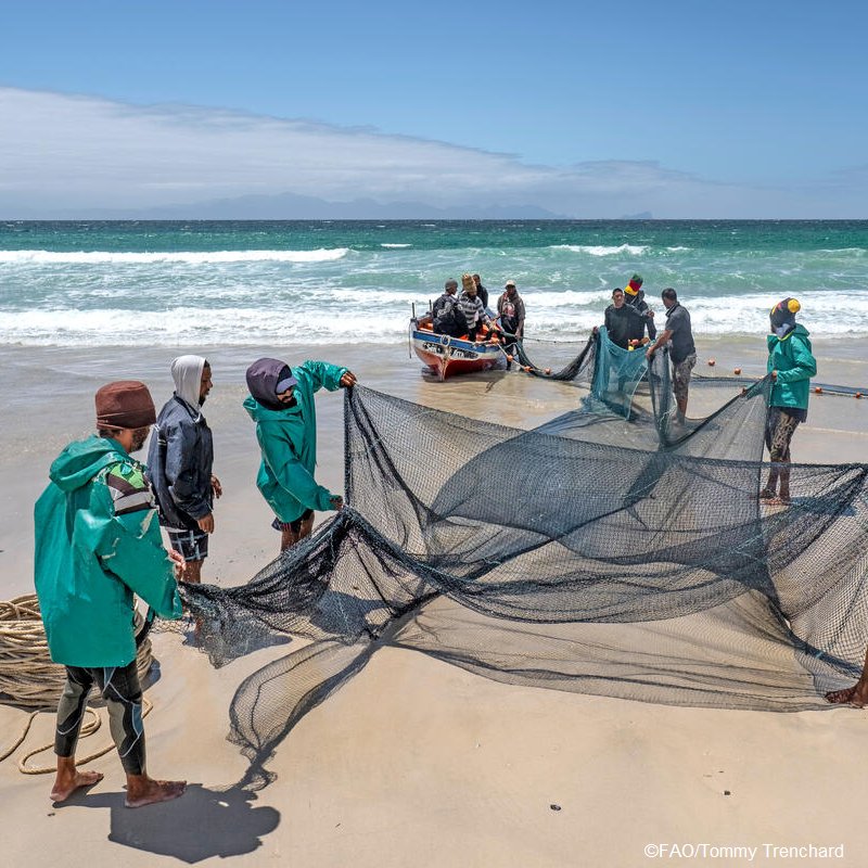 FAOfish's tweet image. Effective management is key to sustainable ocean health & food security!
@Manu_FAO explores how science-based approaches have helped tuna stocks recover, ensuring their sustainability while supporting fishing communities.
Read more 👉 fao.org/newsroom/fao-b…
#SDG14