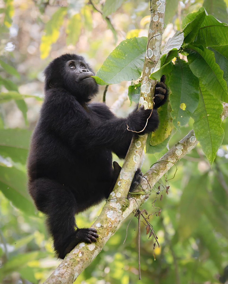 GoExplore Safaris - DMC tweet media