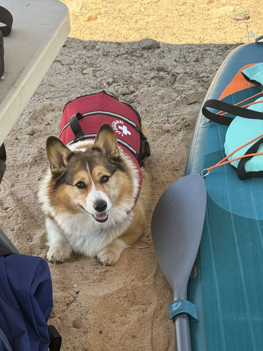 WinstonCorgiDog's tweet image. Happy Friday Corgi Dog Winston-Family!☀️🐶✌🏻 Hope You’re All Well and Having an Excellent End to the Week!💕 Peace and Blessings💌❤️ #Happy #Friday #Corgi #Dog #Family
P.s. the pics are from Yesterday’s PaddleBoarding Adventure; Much more coming very soon! 😎👍🏻