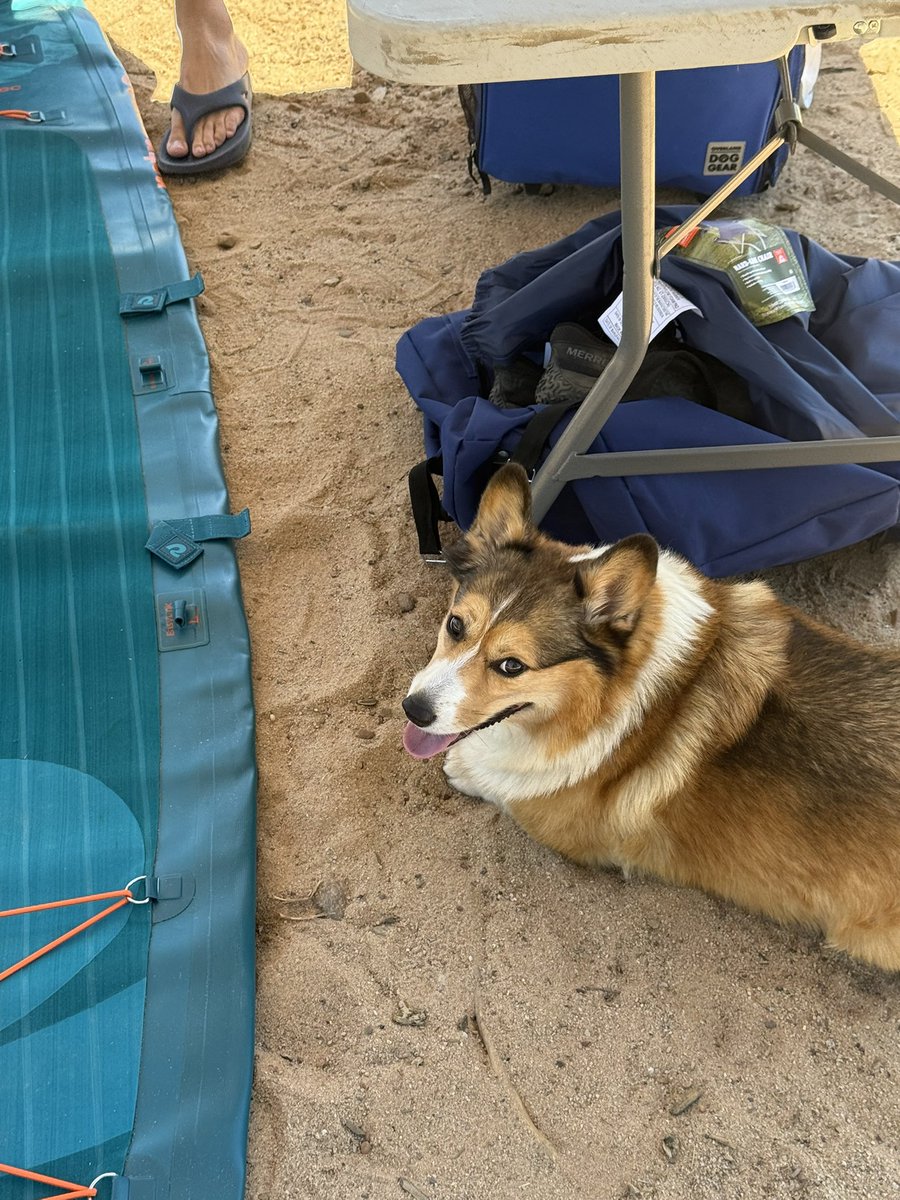WinstonCorgiDog's tweet image. Happy Friday Corgi Dog Winston-Family!☀️🐶✌🏻 Hope You’re All Well and Having an Excellent End to the Week!💕 Peace and Blessings💌❤️ #Happy #Friday #Corgi #Dog #Family
P.s. the pics are from Yesterday’s PaddleBoarding Adventure; Much more coming very soon! 😎👍🏻