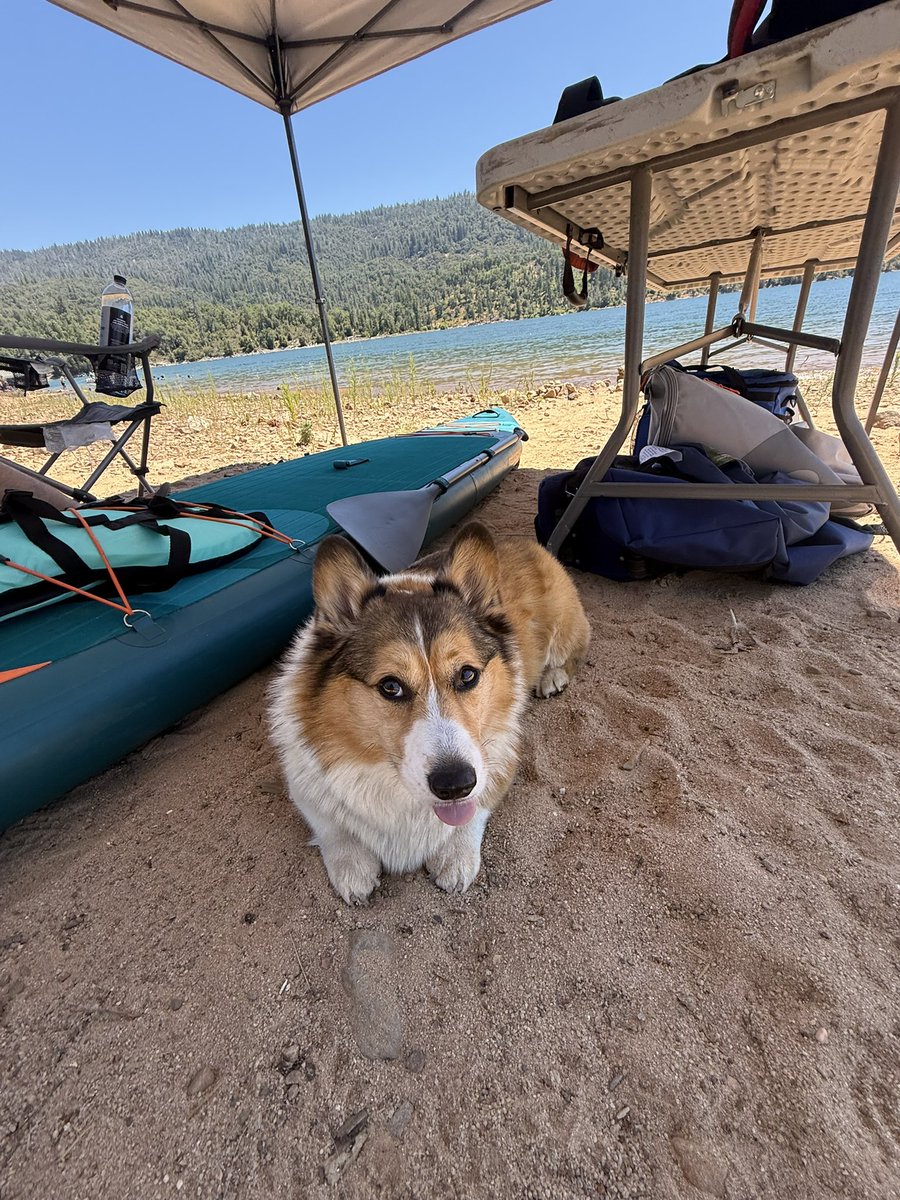 WinstonCorgiDog's tweet image. Happy Friday Corgi Dog Winston-Family!☀️🐶✌🏻 Hope You’re All Well and Having an Excellent End to the Week!💕 Peace and Blessings💌❤️ #Happy #Friday #Corgi #Dog #Family
P.s. the pics are from Yesterday’s PaddleBoarding Adventure; Much more coming very soon! 😎👍🏻