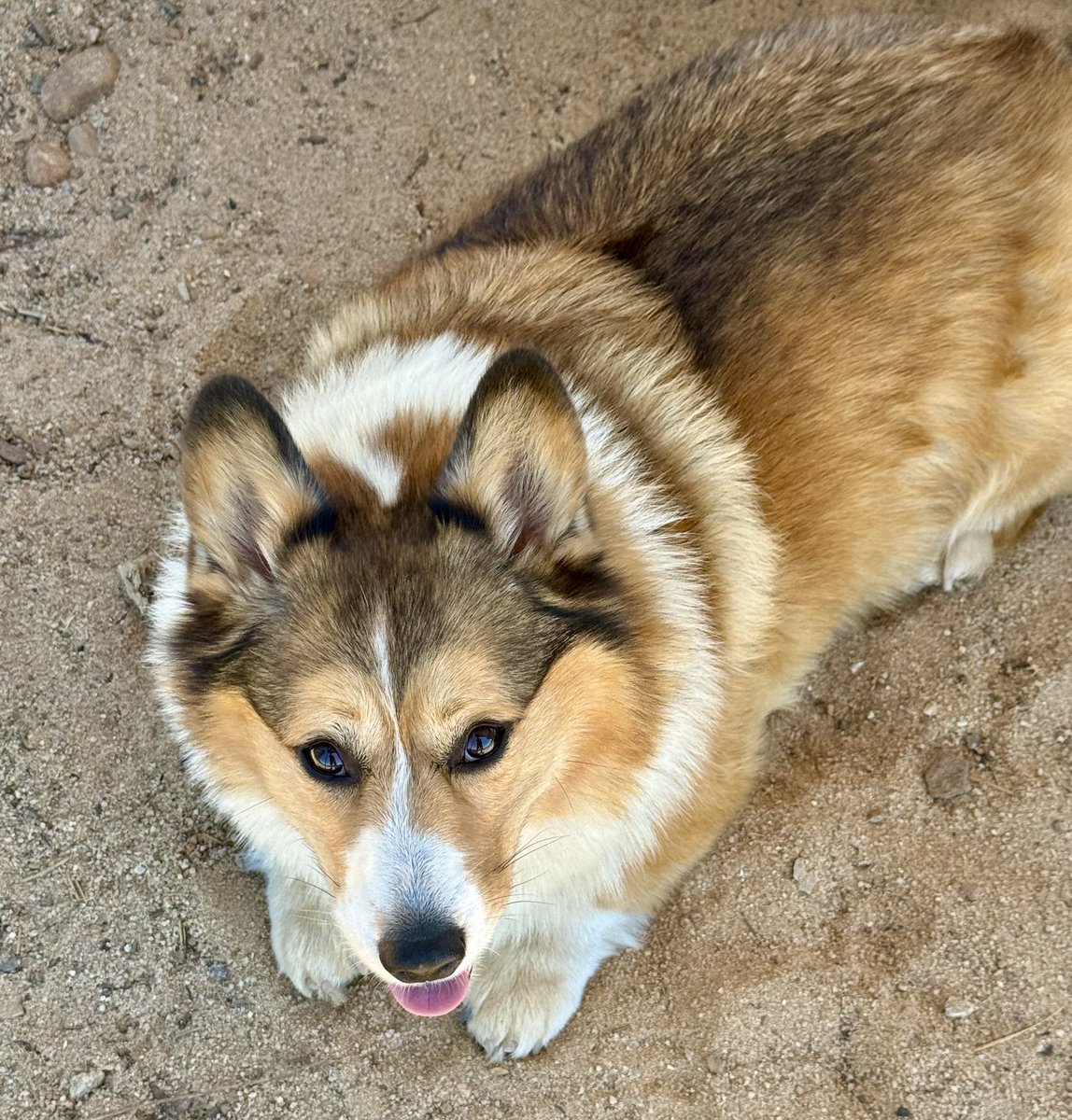 WinstonCorgiDog's tweet image. Happy Friday Corgi Dog Winston-Family!☀️🐶✌🏻 Hope You’re All Well and Having an Excellent End to the Week!💕 Peace and Blessings💌❤️ #Happy #Friday #Corgi #Dog #Family
P.s. the pics are from Yesterday’s PaddleBoarding Adventure; Much more coming very soon! 😎👍🏻