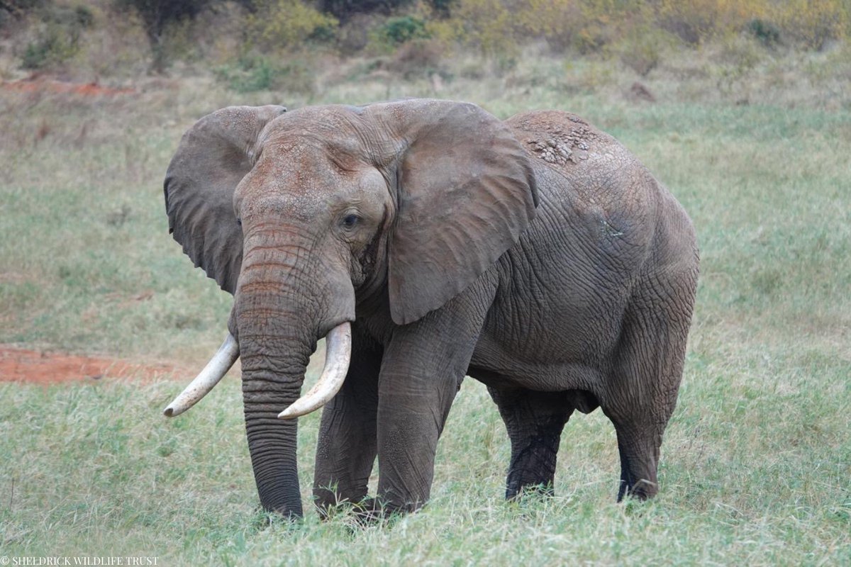 Yesterday, the SWT/KWS Tsavo Mobile Vet Unit treated a large bull elephant in Tsavo East, spotted near the pipeline area. He bore an old arrow wound to his upper abdomen — a painful reminder of past human-wildlife conflict.

Although the injury was already healing, our team