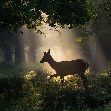 𓍊˖ ࣪⊹ (@goblinc0re) on Twitter photo 