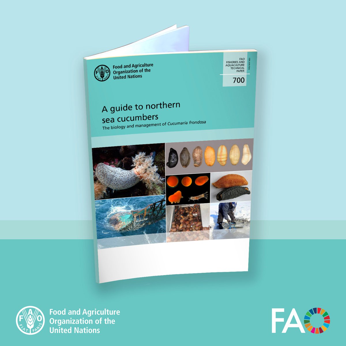FAOfish's tweet image. The northern sea cucumber is a nutrient-rich species, high in collagen & antioxidants.
This guide covers key info on the species & its aquaculture potential. Are you part of the industry❓
Explore it & learn about sustainable management practices 👉 doi.org/10.4060/cc7928…