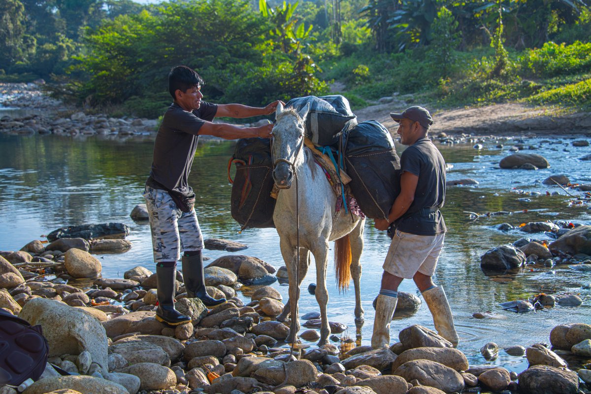 monteagudomendo's tweet image. Terminando de remedir 04 parcelas en el Transecto Altitudinal Yuyapichis, Reserva Comunal El Sira, Huánuco, Perú, unos de los sitios irremplazables por sus elevados niveles de biodiversidad, endemismos, en bosques amazónicos, pre-montanos, montanos y esclerófilos (bosques enanos)