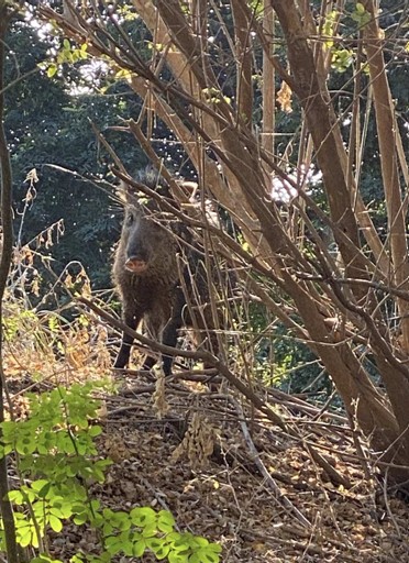 Sociedad Científica Mexicana de Ecología tweet media