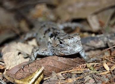 Sociedad Científica Mexicana de Ecología tweet media