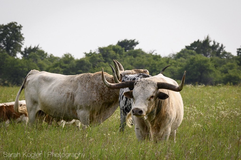 weatherchaser5's tweet image. 📸: Texas Steers