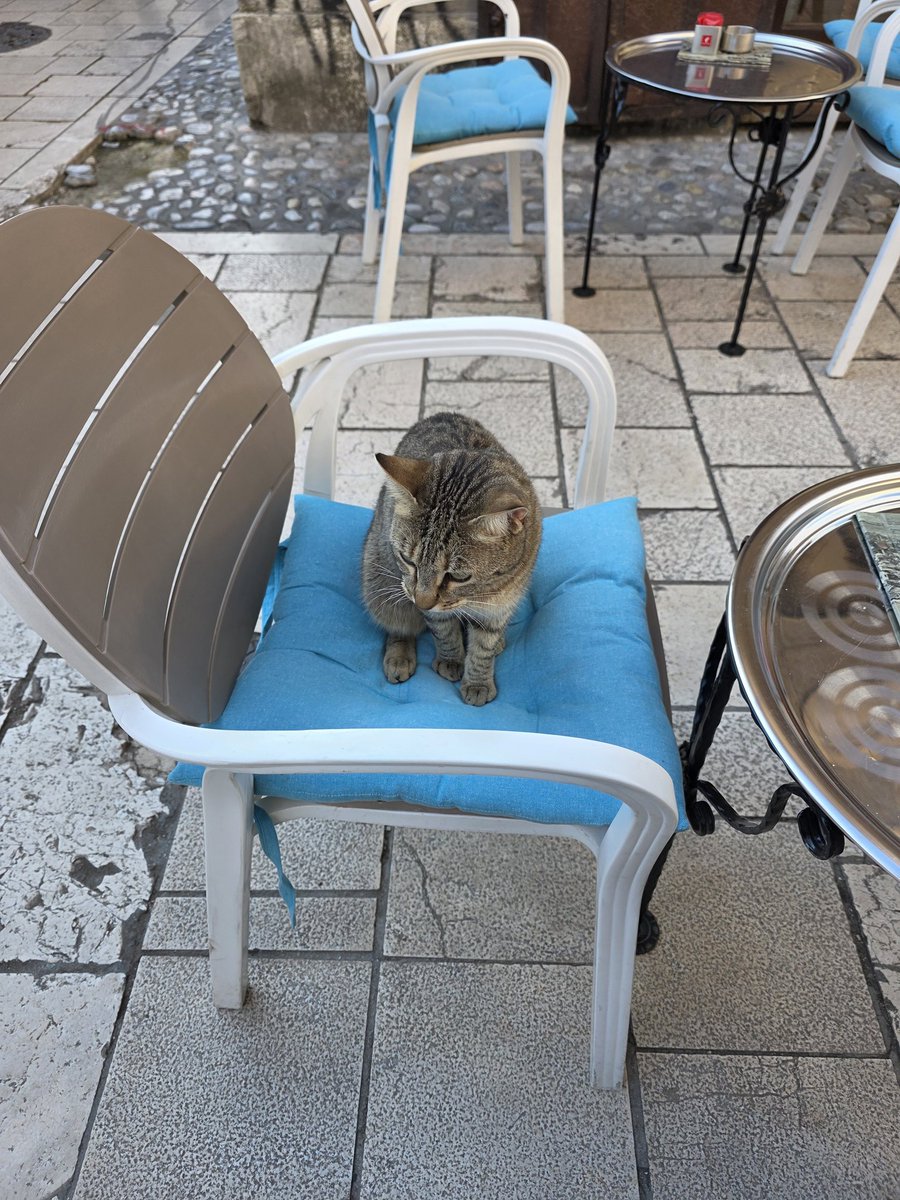 Nammy65147113's tweet image. Sarajevo cat has its own seat. Also, we found out today marks the 30th anniversary of the Srebrenica genocide