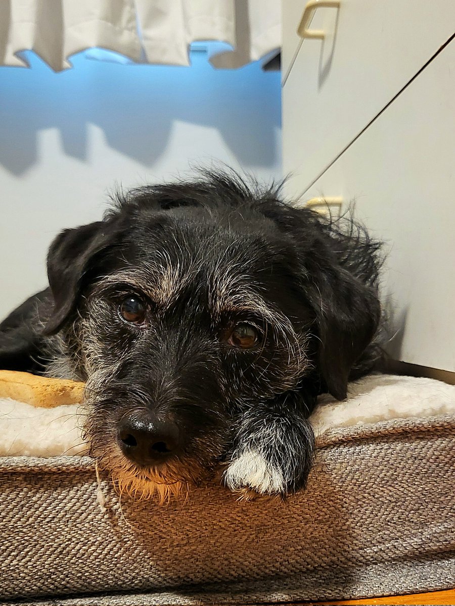 HALLELUJAH! This sweet dog slept all night long for the first time in 7 WEEKS! 👀

Yep, we've been walking 3-4 times overnight for 7 WEEKS. 👟🐾 Of course, it's a great problem to have - she's recovering so well &amp;  just loves to walk - all the time &amp; that delights my soul!

#TPLO
