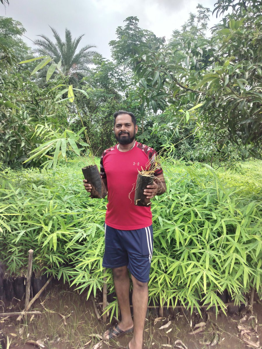 हमारा मानना हैं कि "आदिवासी और पर्यावरण का रिश्ता उतना ही गहरा है जितना आत्मा और शरीर का।"
2025 का सबसे बड़ा पौधारोपण अभियान 🌱
हम ले आए हैं 300 बांस के पौधे — प्रकृति को बचाने की एक छोटी सी लेकिन मजबूत कोशिश 💚
#BambooForClimate #300Plants2025 #GreenTribalAction #ClimateWarriors