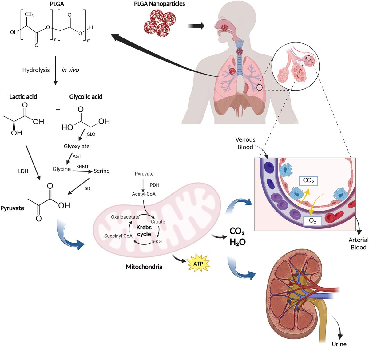 How can PLGA #Nanoparticles improve #DrugDelivery to the lungs? 📦 

This #review focuses on their potential to enhance inhalation therapy formulations. 👃 

bit.ly/3TSFItT