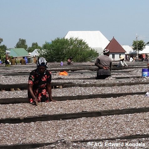 FAOfish's tweet image. Over 1 000 Tanzanian Women in #SmallScaleFisheries are boosting their businesses through microfinance, thanks to @FAO supported savings groups.
Access to credit is generating income growth, resilience & empowerment.
Read the full story 👉fao.org/fishery/en/new…
#SSFGuidelines