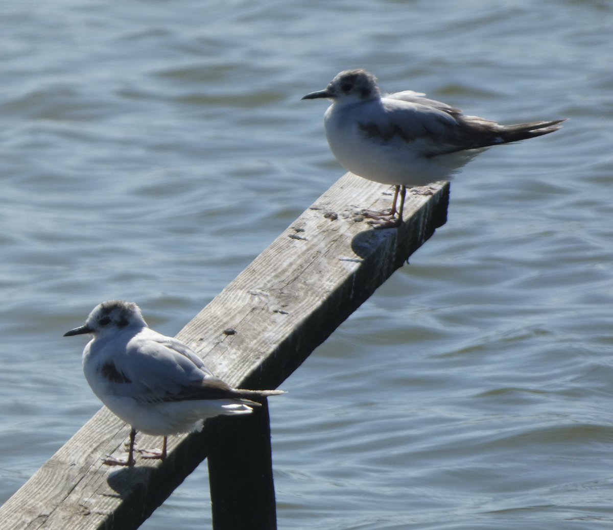 Steve Groves (@swannerysteve) on Twitter photo A (juv) Yellow Wagtail & 2 (2cy) Little Gulls were among the highlights <a href="/DorsetSwannery/">Abbotsbury Swannery</a> today, along with 2 Little Ringed Plovers (found by <a href="/CWPhoto11/">Charlie Wheeler Photography</a>). A Black-tailed Godwit, a Redshank & a few Common Sandpipers & Lawings also. <a href="/Joe_stockwell/">Joe Stockwell</a> <a href="/kbutler1978/">kevin butler</a> <a href="/DorsetBirdClub/">Dorset Bird Club</a> A (juv) Yellow Wagtail & 2 (2cy) Little Gulls were among the highlights <a href="/DorsetSwannery/">Abbotsbury Swannery</a> today, along with 2 Little Ringed Plovers (found by <a href="/CWPhoto11/">Charlie Wheeler Photography</a>). A Black-tailed Godwit, a Redshank & a few Common Sandpipers & Lawings also. <a href="/Joe_stockwell/">Joe Stockwell</a> <a href="/kbutler1978/">kevin butler</a> <a href="/DorsetBirdClub/">Dorset Bird Club</a>