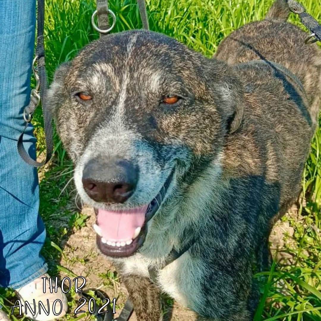 4zampeinvolo's tweet image. 🐾 ADOZIONE DEL CUORE – THOR CERCA CASA! 🏠
📌 Thor l'invisibile in cerca di amore: THOR aspetta solo una famiglia da amare per sempre.
📣 Info rapide su THOR:
📍 Età: 2021 (4 anni)
⚖️ Taglia: Medio-Grande
🧬 Razza: Meticcio
😃 Carattere: Vivace, timido, coccolone e socievole…