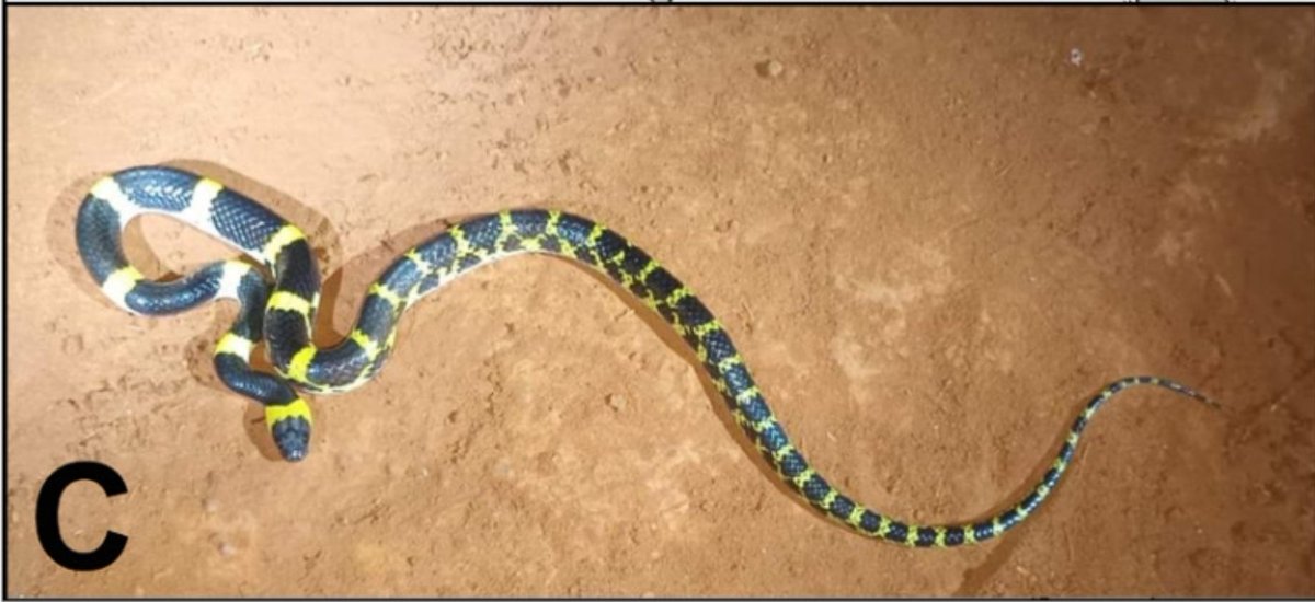 Justin Bernstein (@justbernstein) on Twitter photo So proud of the student I've been mentoring, Soe, on her first publication! Check it out <a href="/HerpNotes/">Herpetology Notes</a> to see some neat country level records on wolf snakes in Myanmar! herpetologynotes.org/index.php/hn/a… So proud of the student I've been mentoring, Soe, on her first publication! Check it out <a href="/HerpNotes/">Herpetology Notes</a> to see some neat country level records on wolf snakes in Myanmar! herpetologynotes.org/index.php/hn/a…