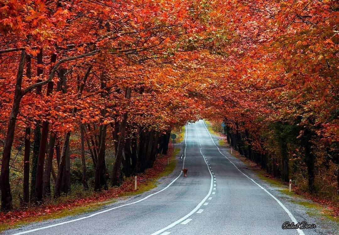 Denetlenemeyen bir sisteme Sultan Süleyman' ı getirsen ne yazar?
#GeceyeNotum