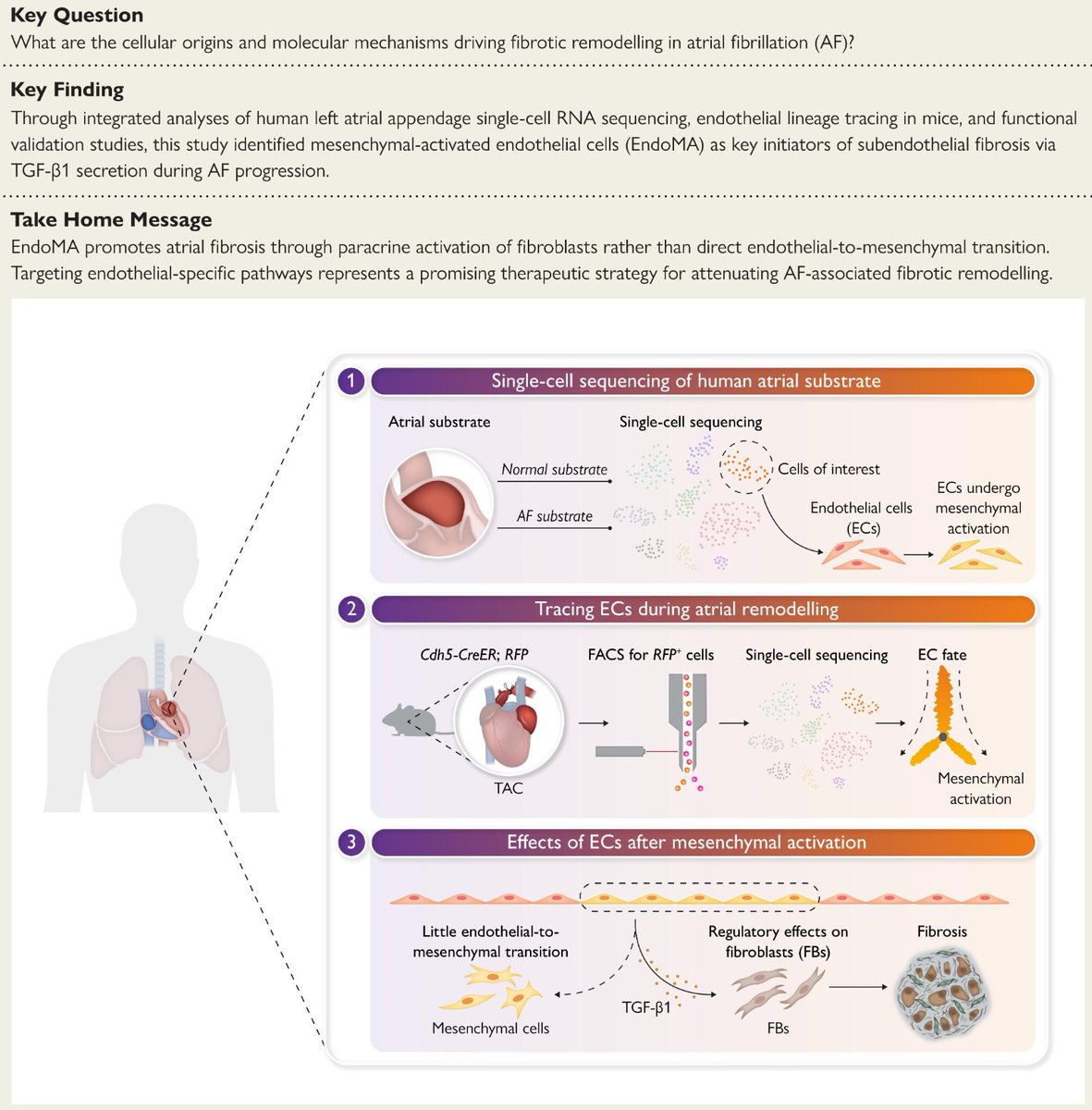 endothelialnews's tweet image. Drs. Hanning Liu and Zhe Zheng have found that targeting endothelial-specific pathways represents a promising therapeutic strategy for attenuating atrial fibrosis in #AtrialFibrillation pathogenesis.
Abstract in European Heart Journal: bit.ly/3GkI8OJ