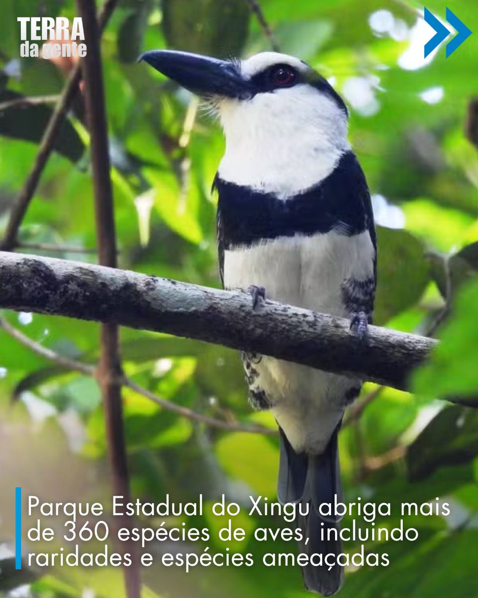 terradagente's tweet photo. Levantamento inédito feito entre 2021 e 2024 identificou espécies endêmicas da Amazônia, aves migratórias e animais ameaçados, reforçando a importância da área para a conservação da biodiversidade. Acesse: https://t.co/dBVfAwMQLj #terradagente #natureza #diversidade #fauna https://t.co/WgtSHsmDZu