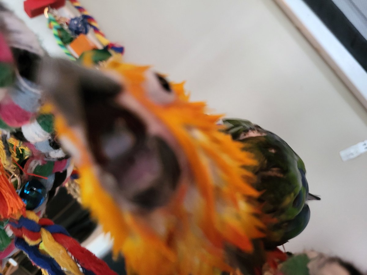 PepperNPals's tweet image. Freshly bathed and ready to bite